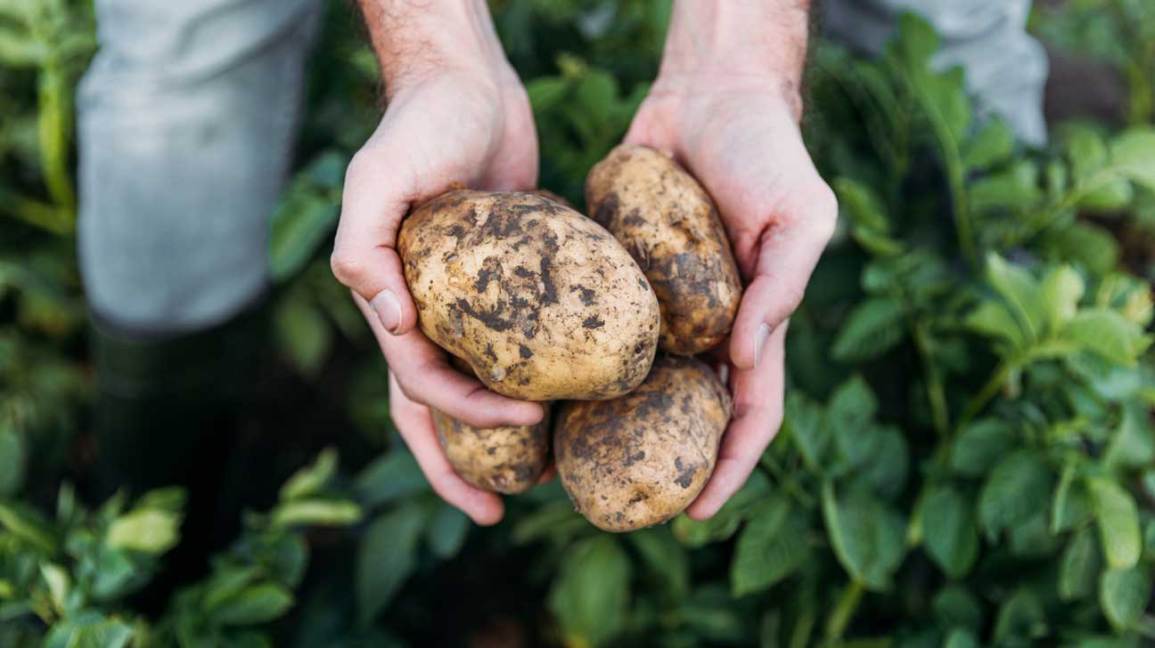 Cold-Stored Potatoes for Longer Freshness