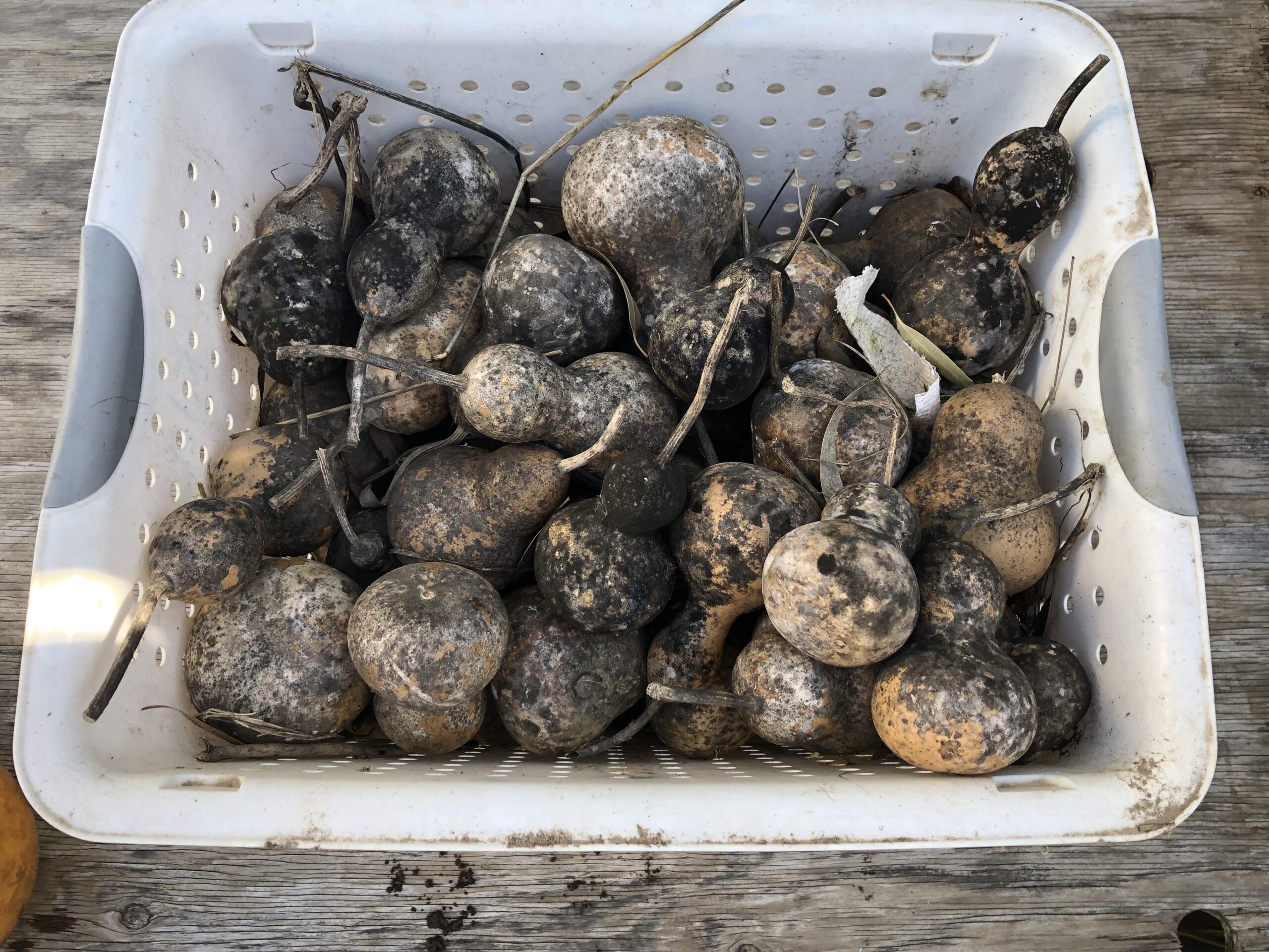 How to Create Root Vegetables