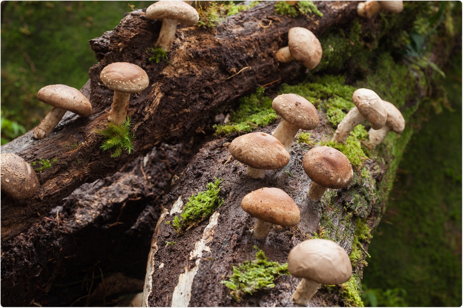 How to Use Wild Mushrooms